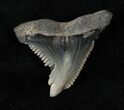 Large Hemipristis Shark Tooth - South Carolina #17208-1
